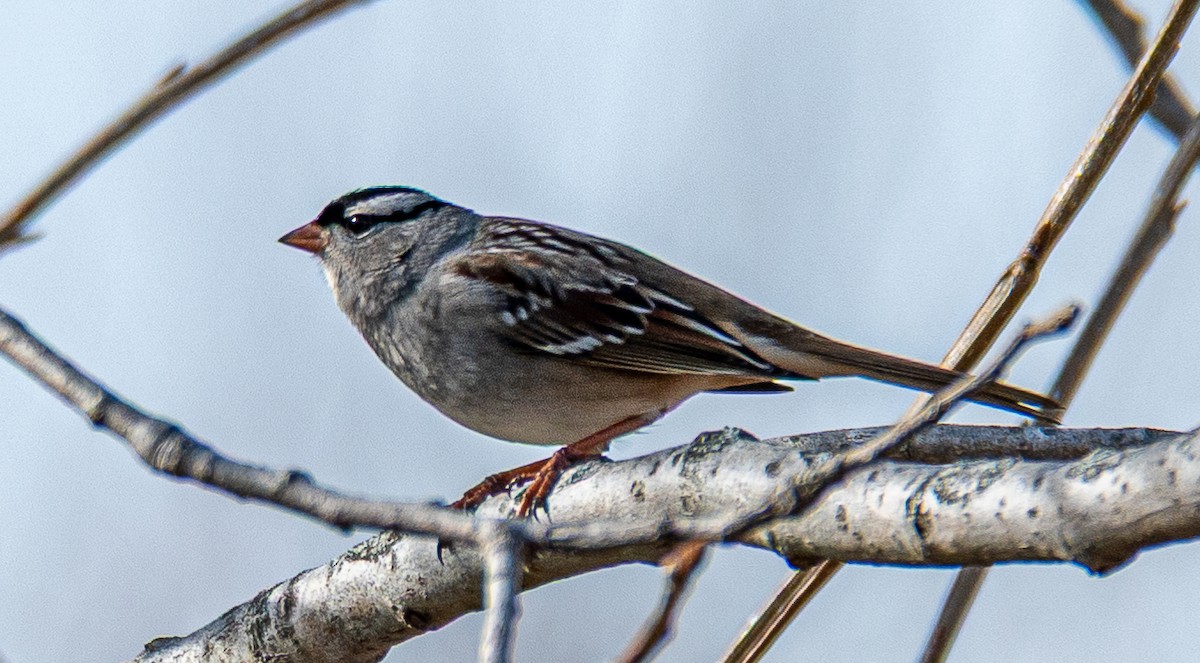 strnadec bělopásý - ML646175363