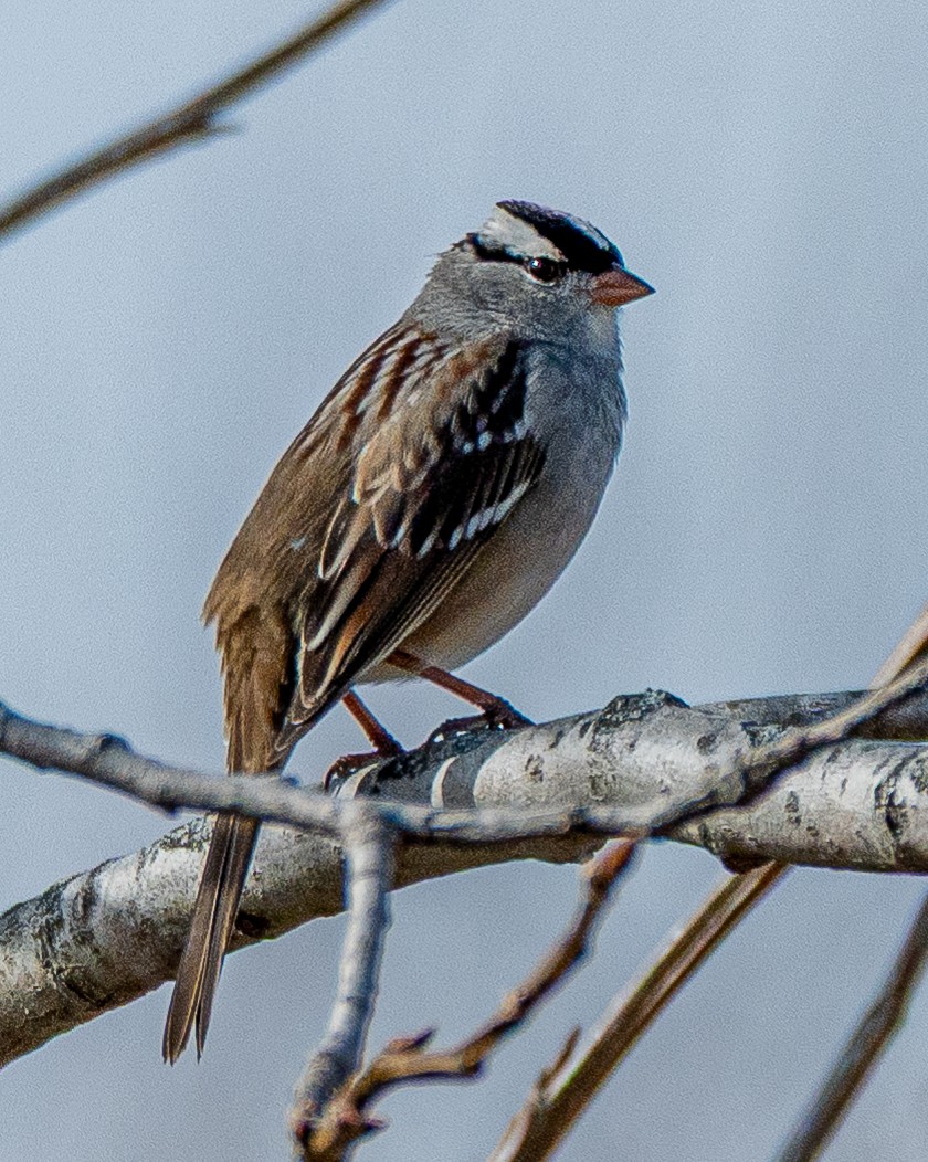 strnadec bělopásý - ML646175364