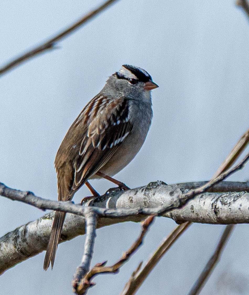 strnadec bělopásý - ML646175365