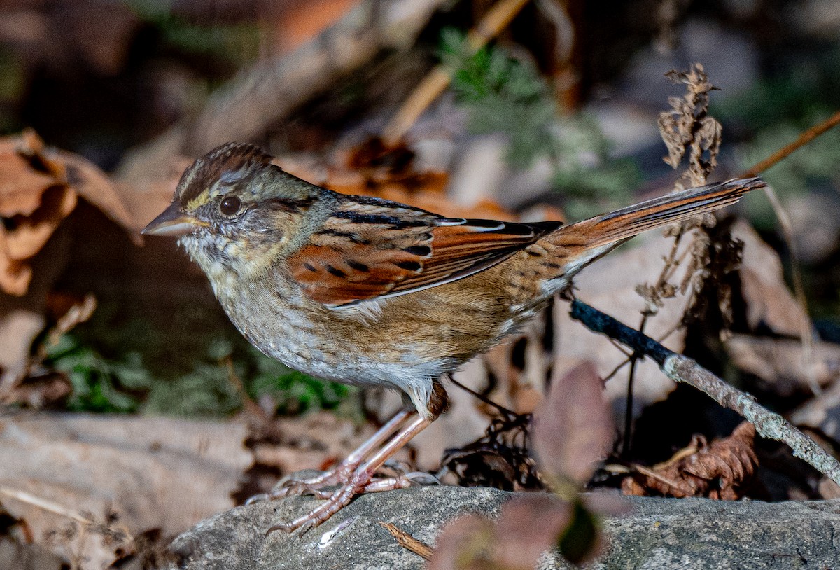 sumpspurv - ML646175368