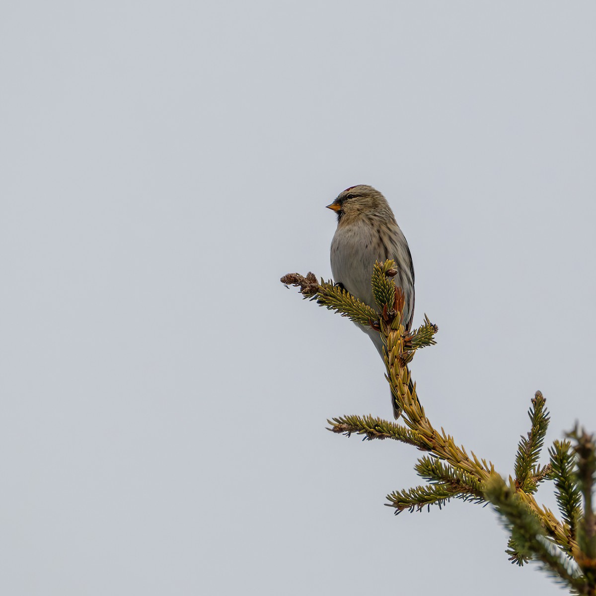 Redpoll - ML646175371