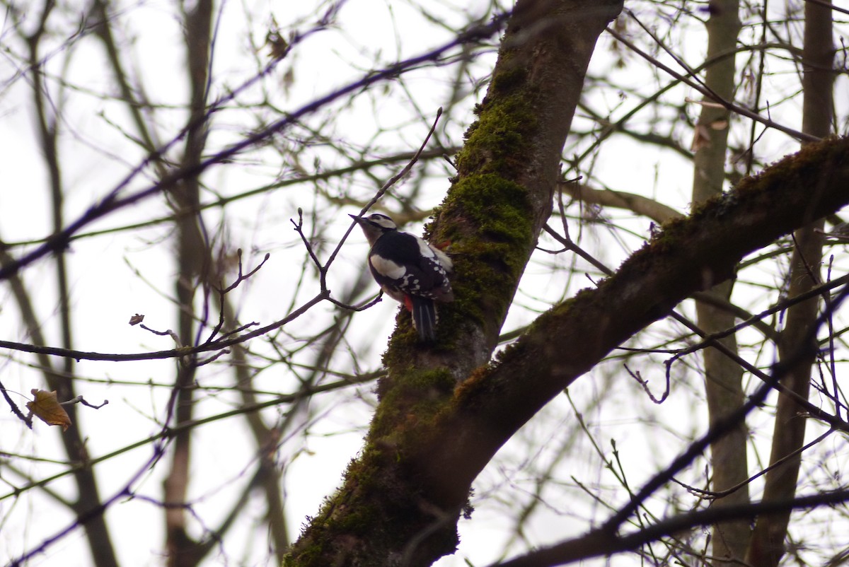 Great Spotted Woodpecker - ML646175378