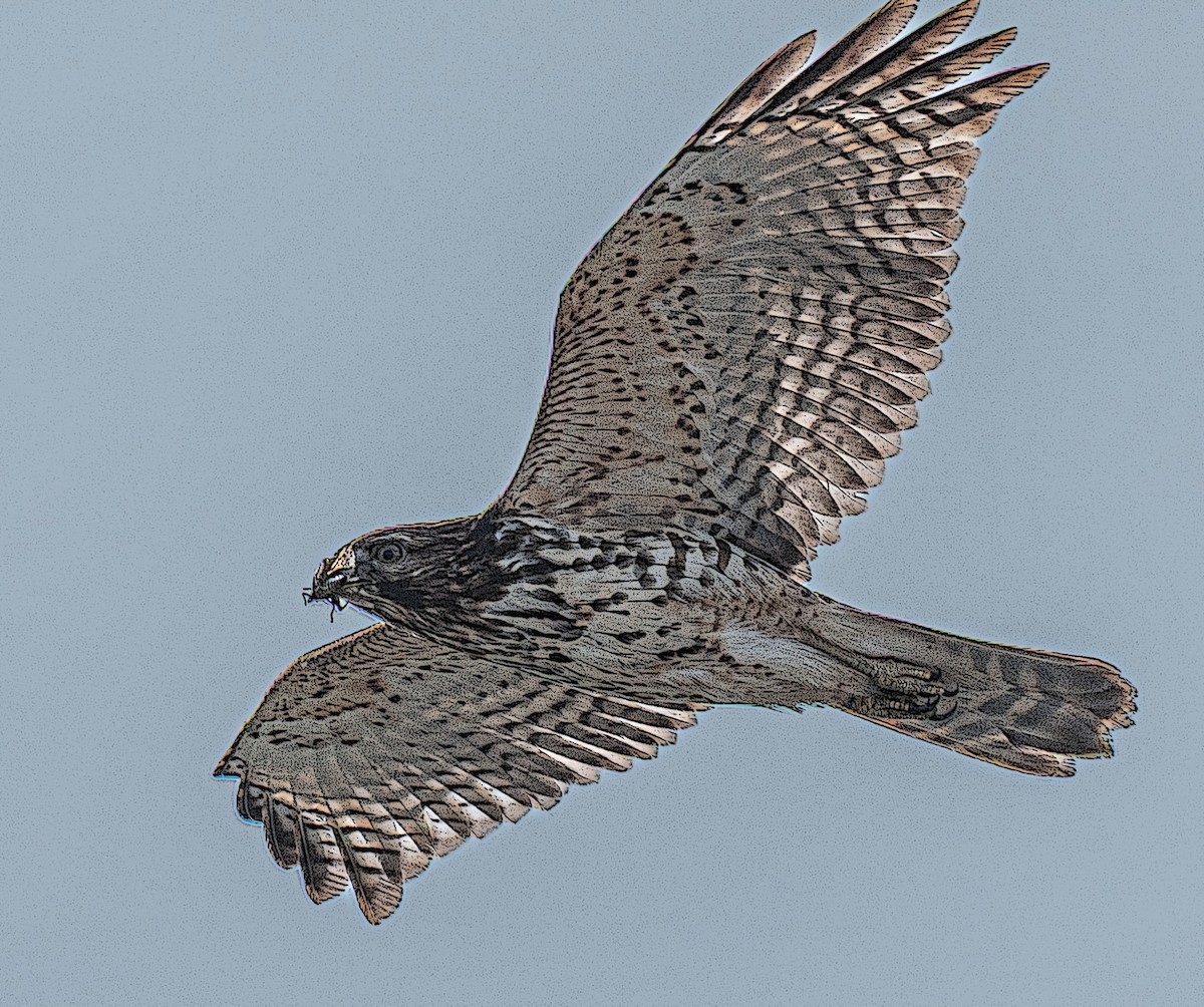 Red-shouldered Hawk - ML646175381