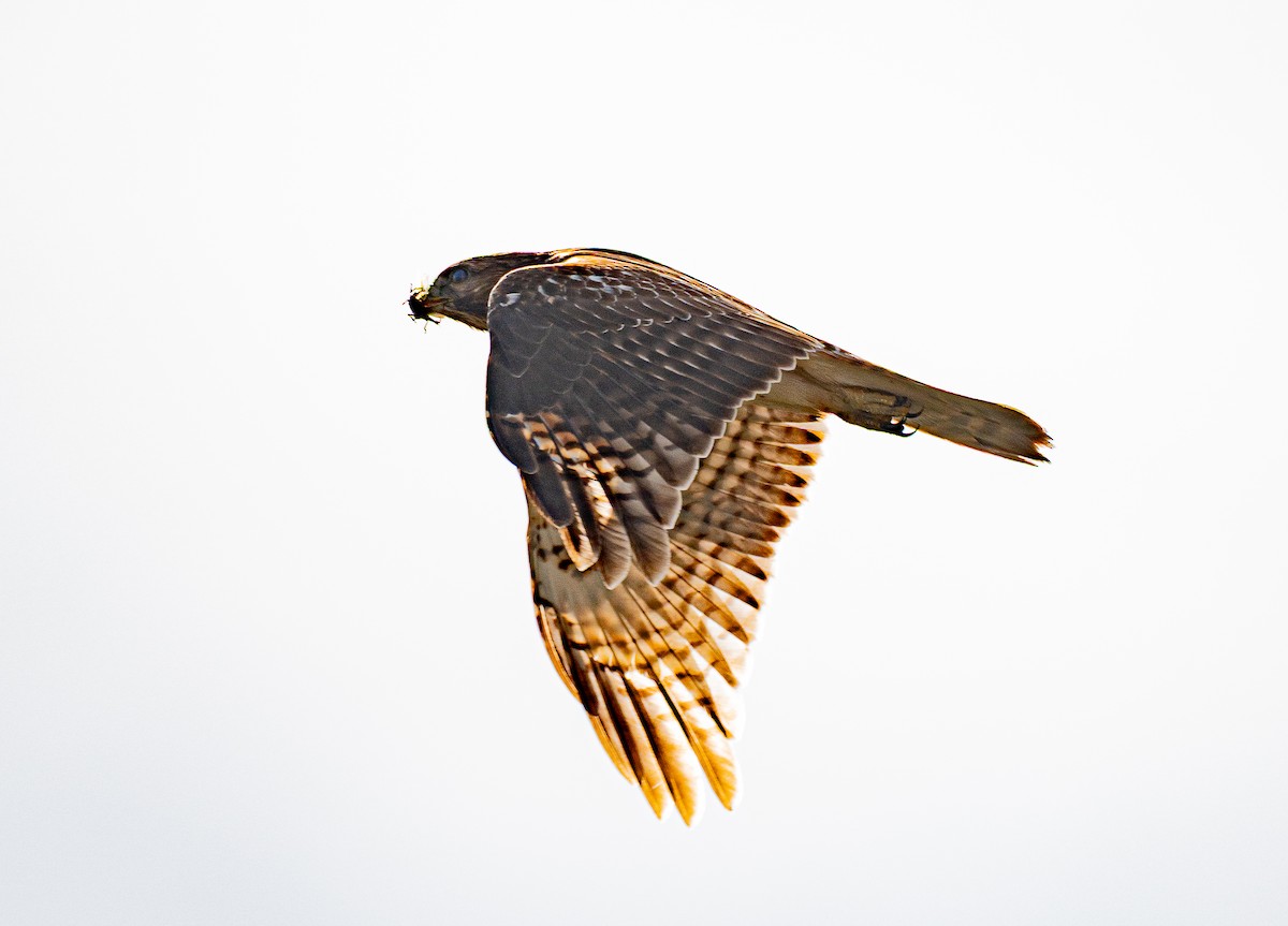 Red-shouldered Hawk - ML646175382