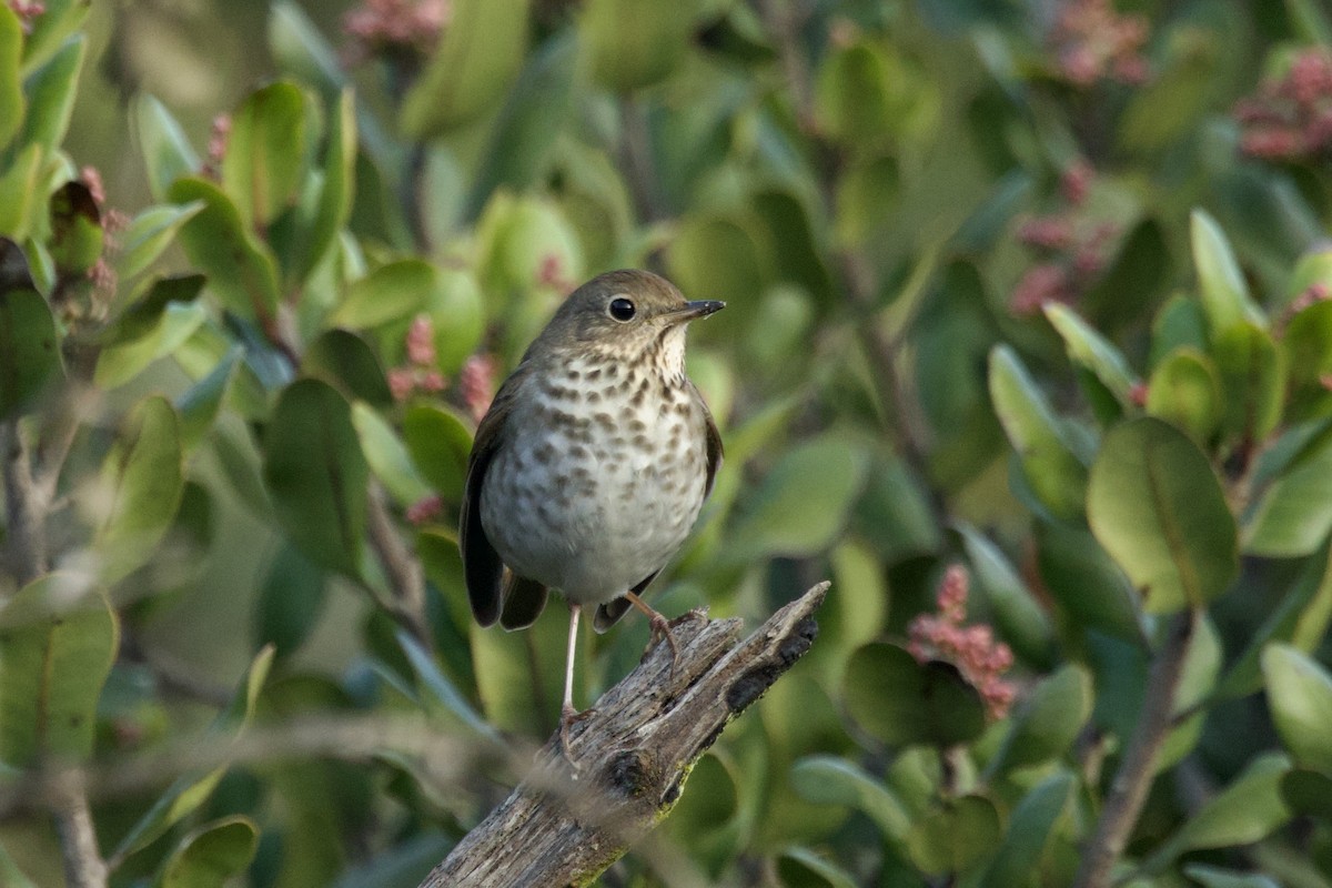 Hermit Thrush - ML646175384