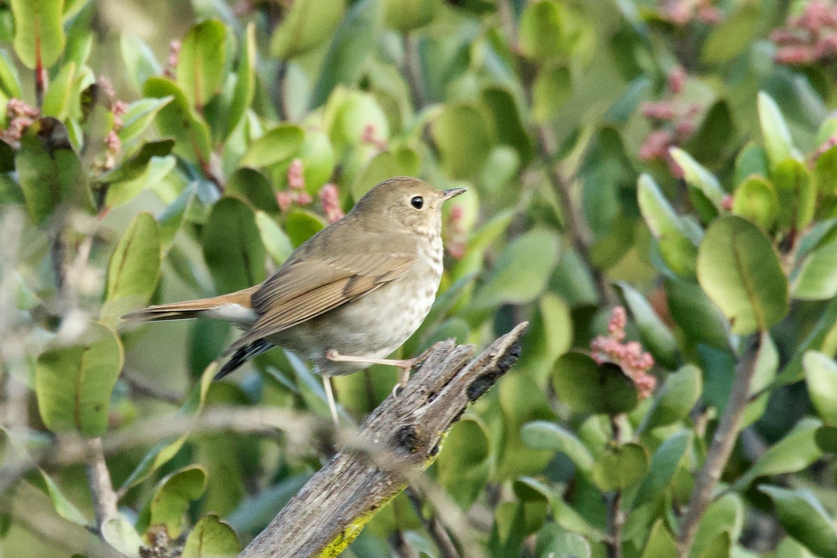 Hermit Thrush - ML646175385