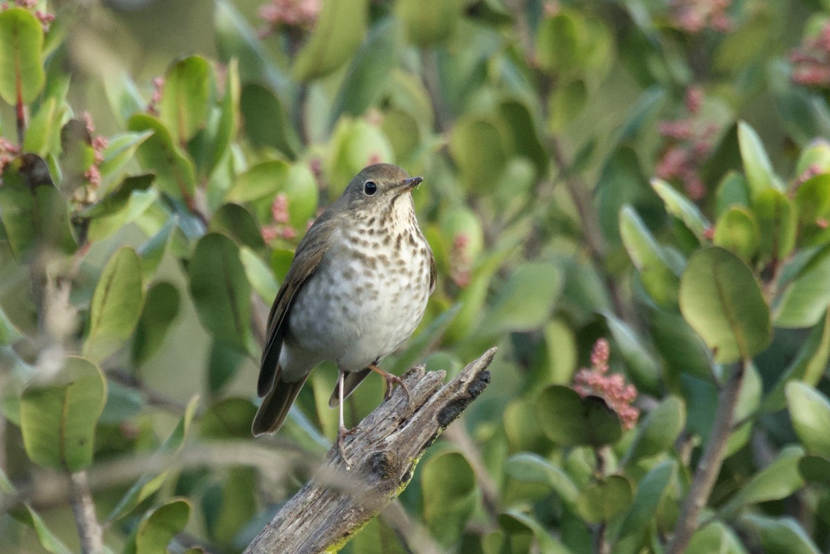 Hermit Thrush - ML646175386