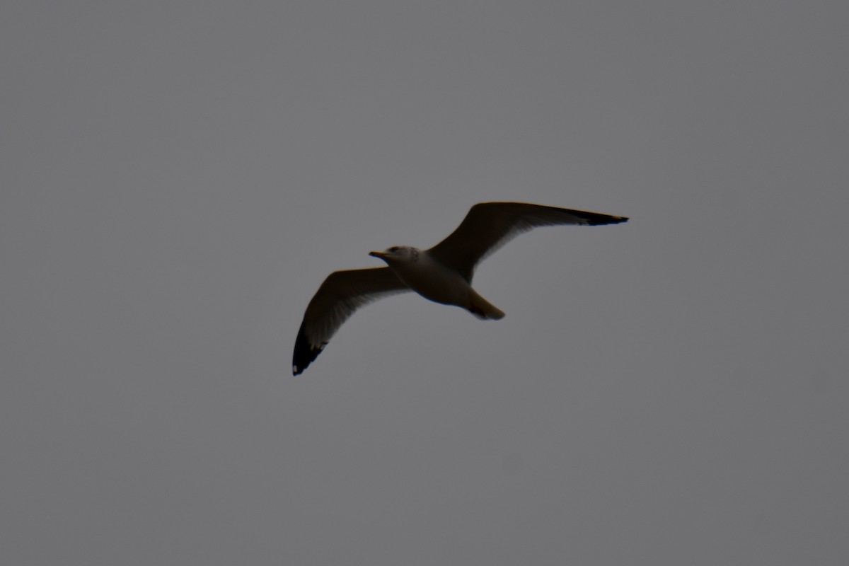 Ring-billed Gull - ML646175391