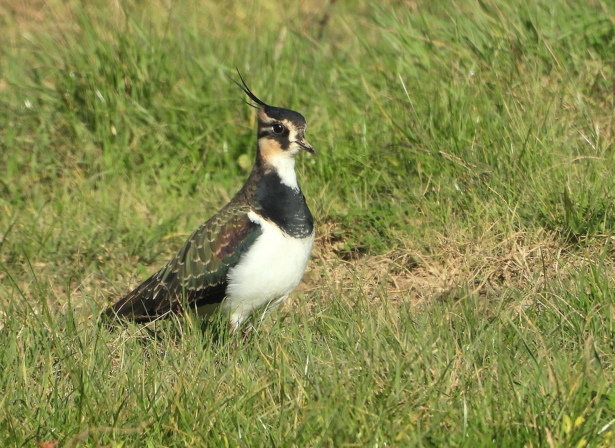 Northern Lapwing - ML646175393