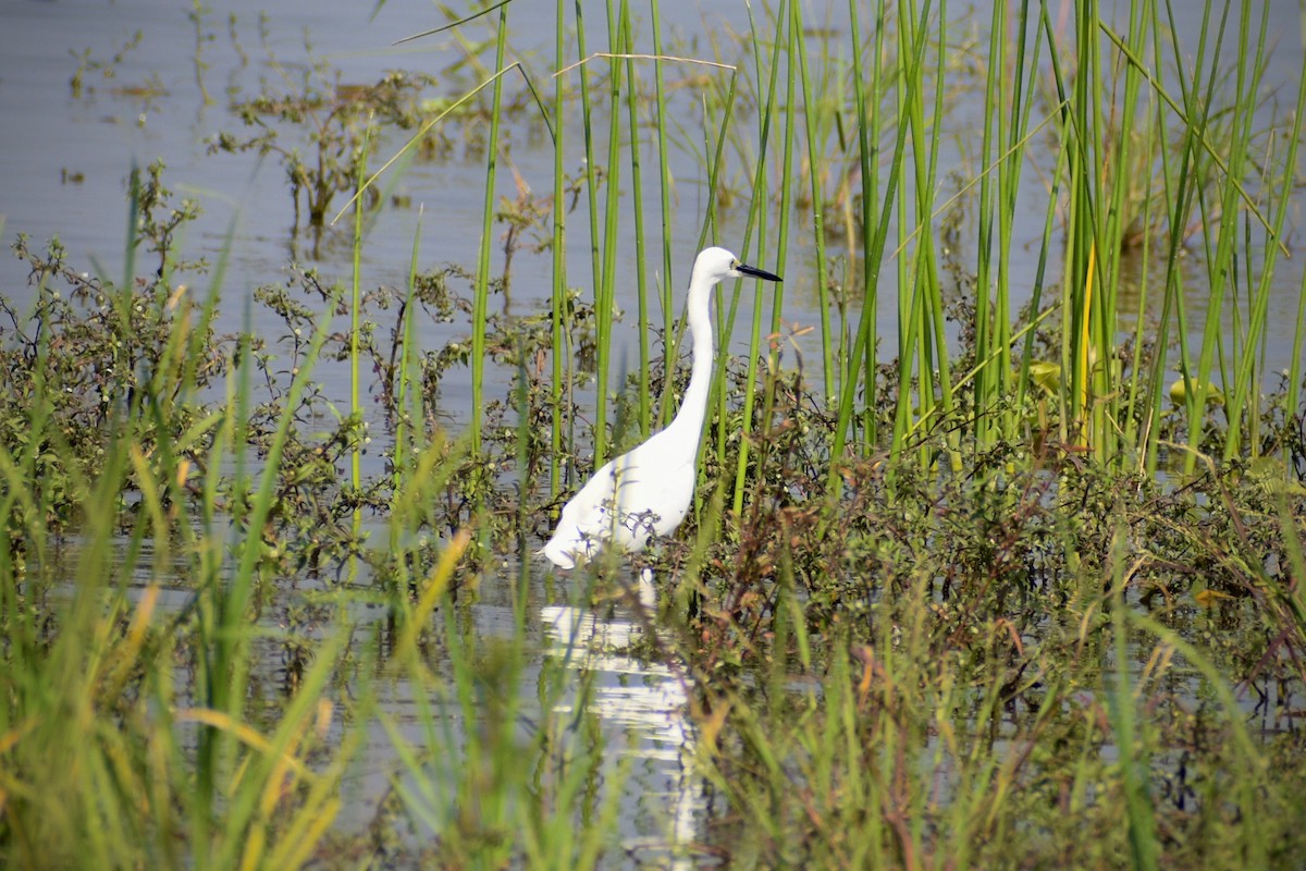 Little Egret - ML646175394