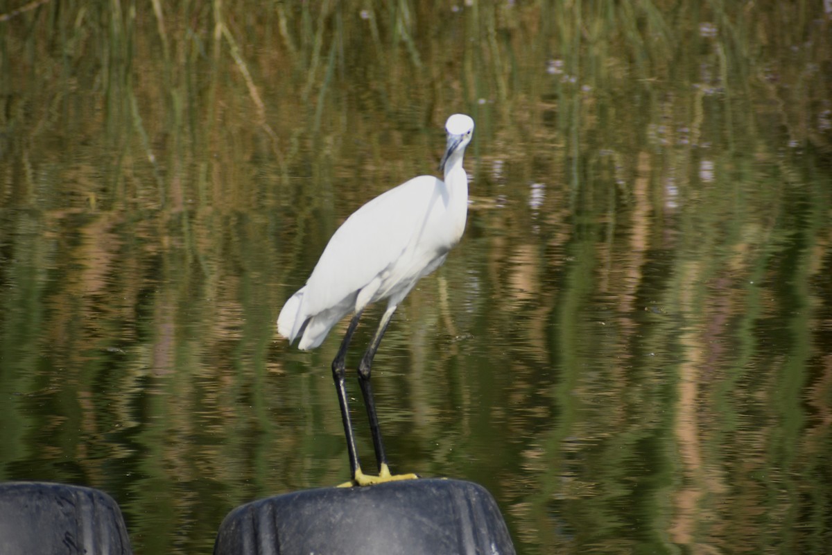 Little Egret - ML646175395