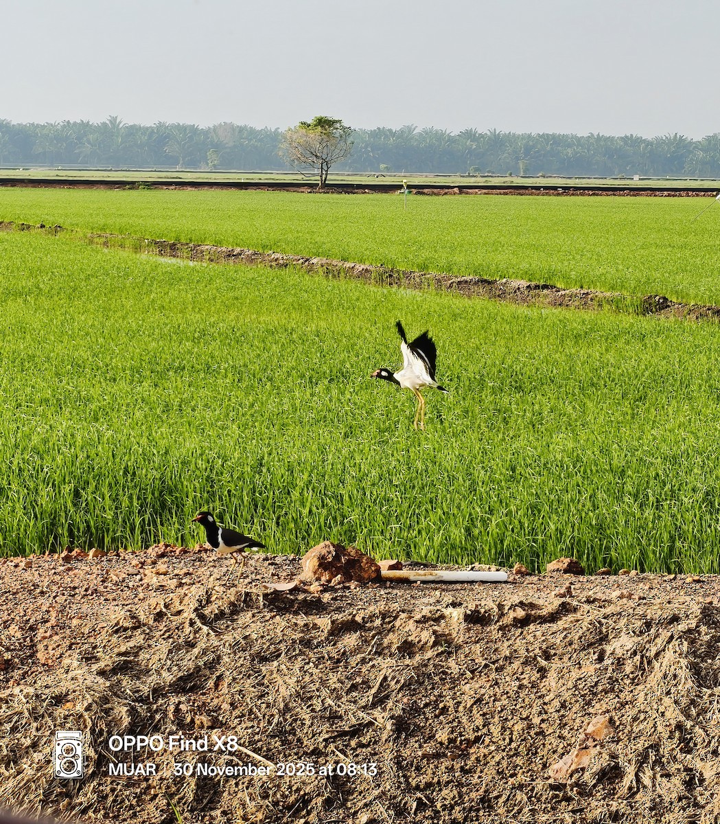 Red-wattled Lapwing - ML646175397