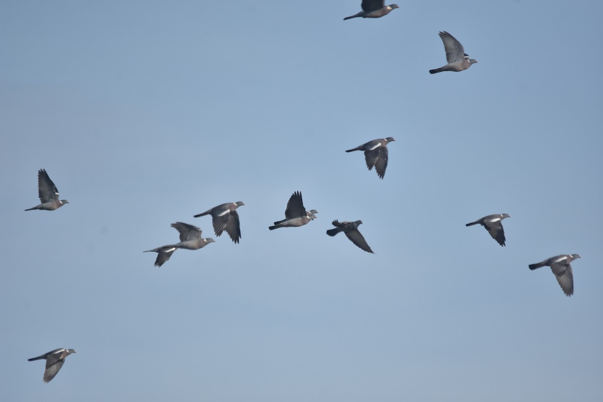 Common Wood-Pigeon - ML646175398