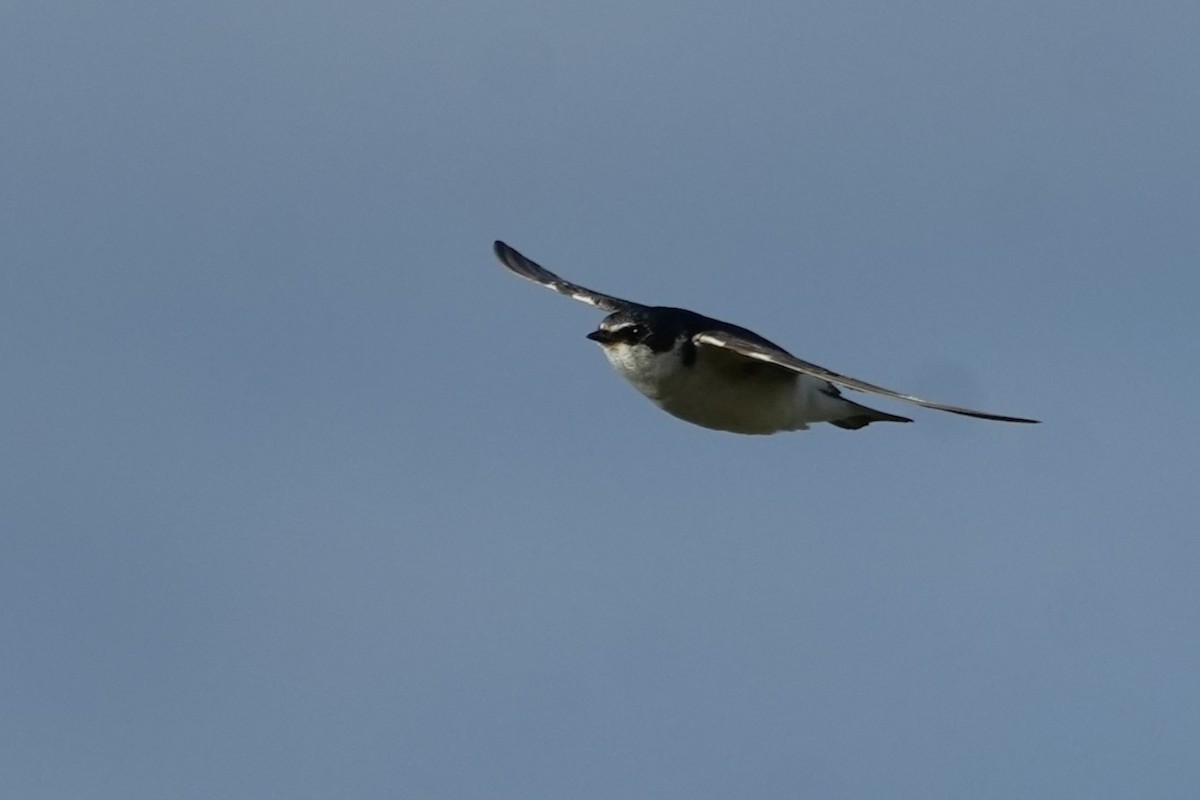 White-rumped Swallow - ML646175399