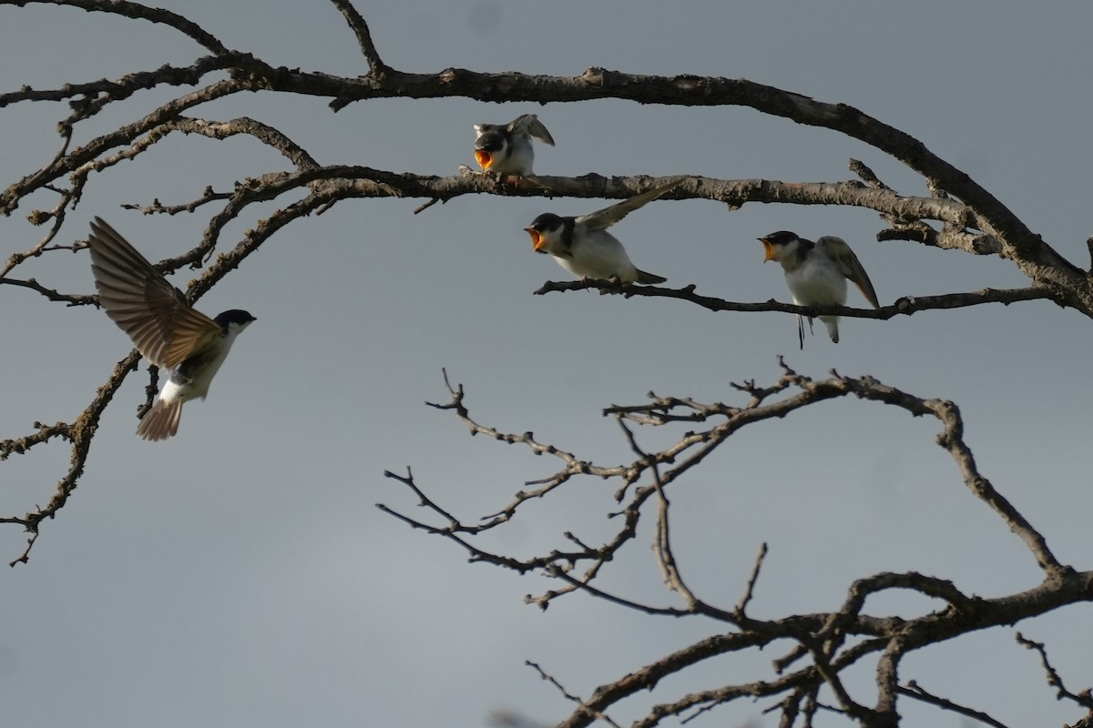 White-rumped Swallow - ML646175401