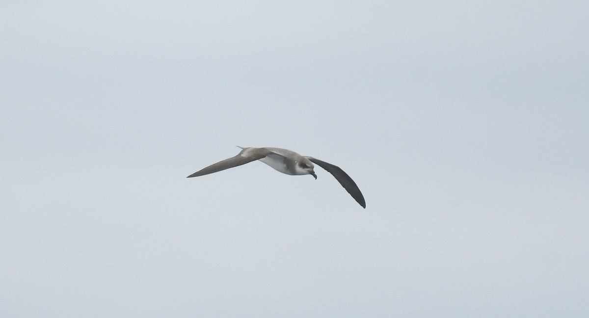 Soft-plumaged Petrel - ML646175402