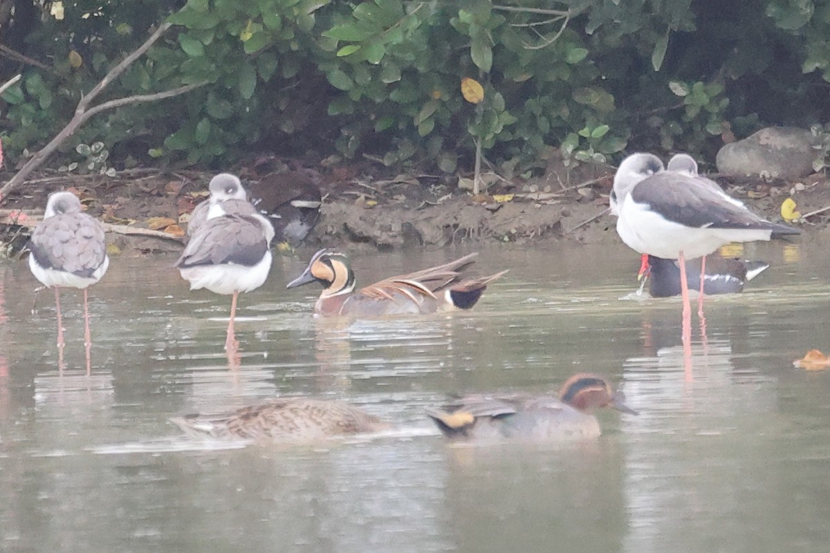 Baikal Teal - ML646175403