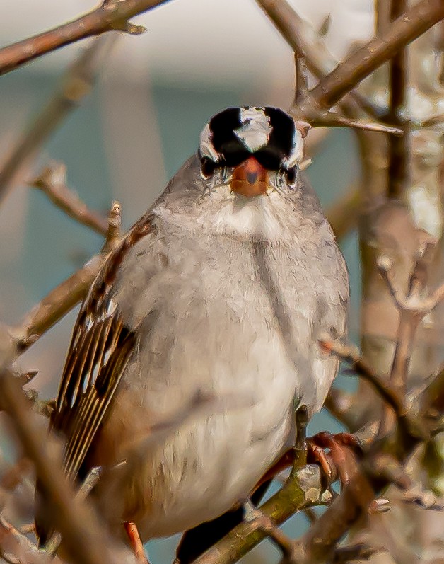 strnadec bělopásý - ML646175406