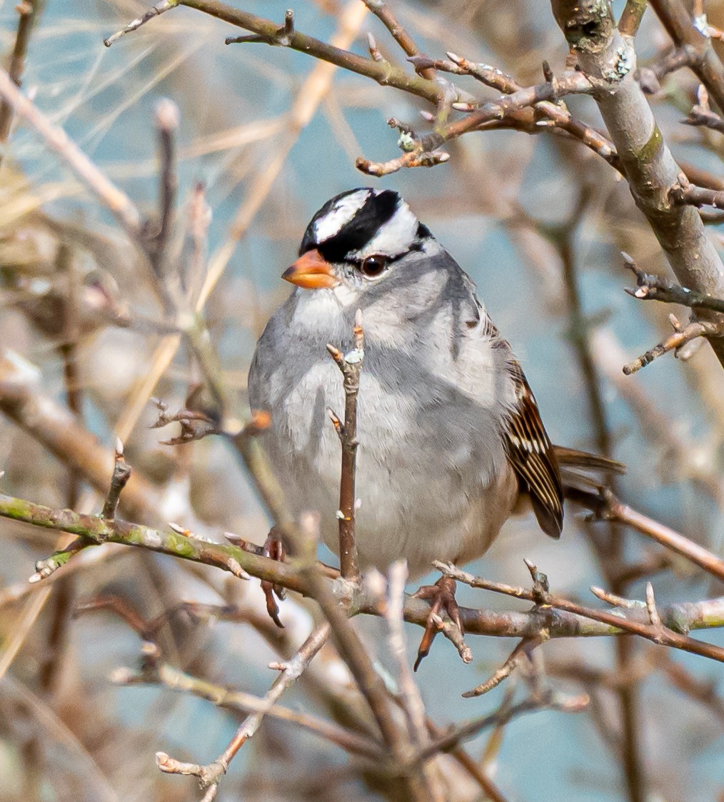 strnadec bělopásý - ML646175407