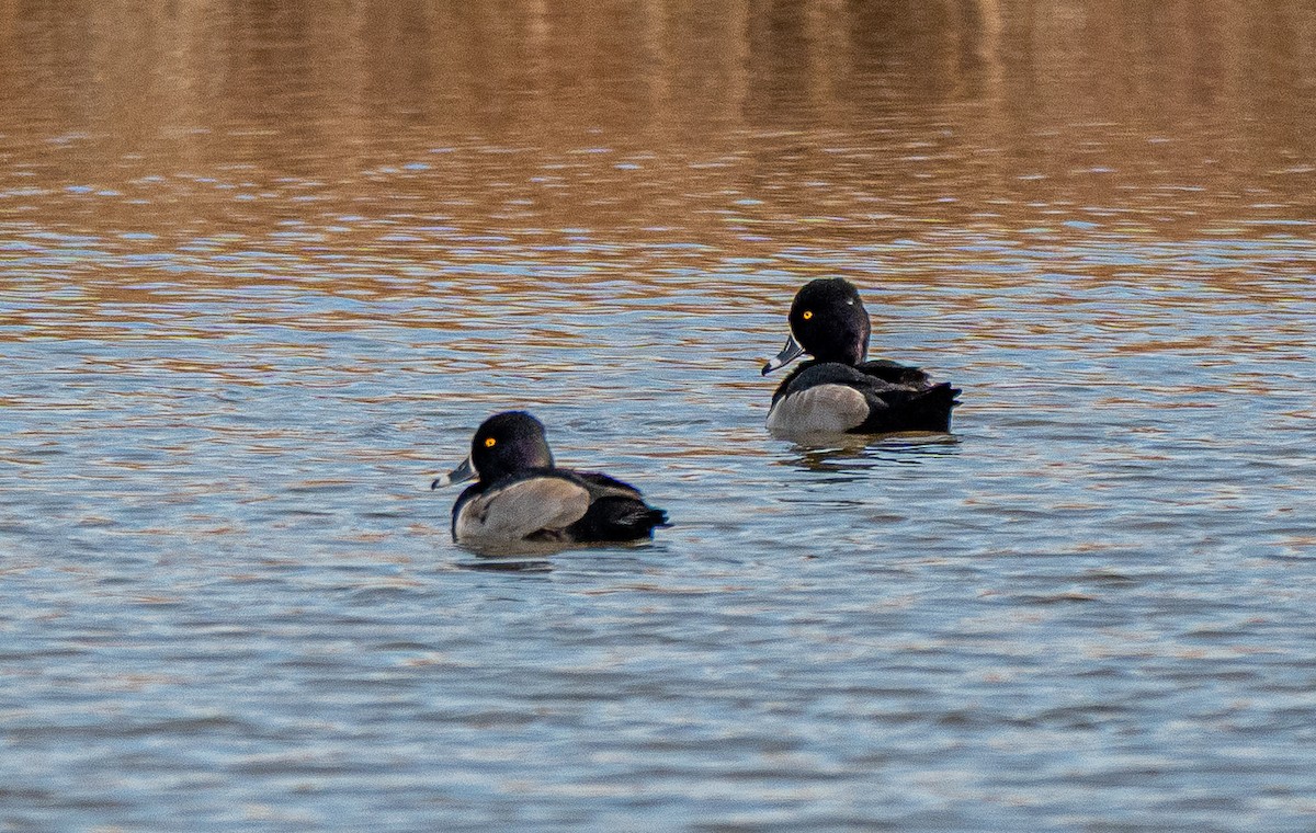 ringand - ML646175411