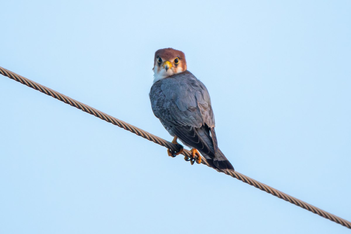 Red-necked Falcon - ML646175412