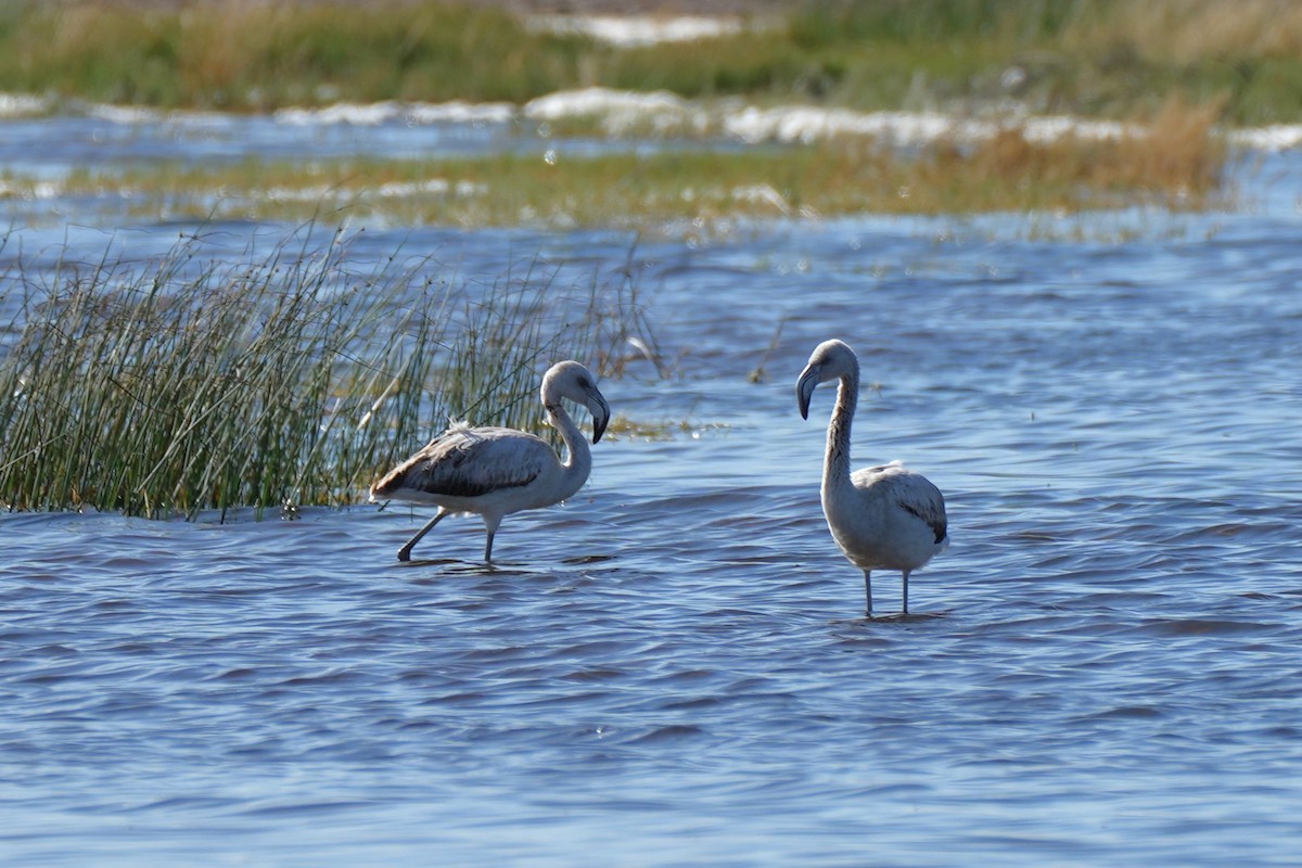 Фламінго чилійський - ML646175413