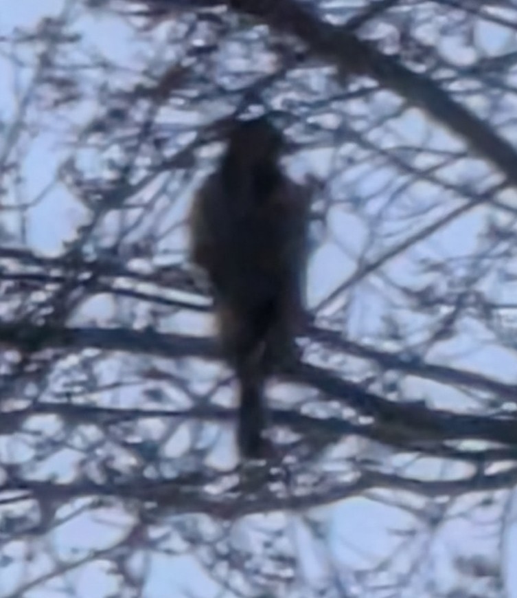 Cooper's Hawk - ML646175414