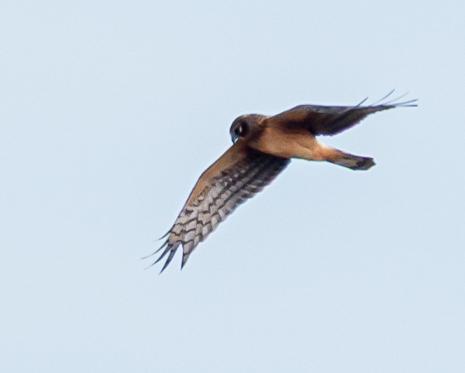 Лунь американський - ML646175417