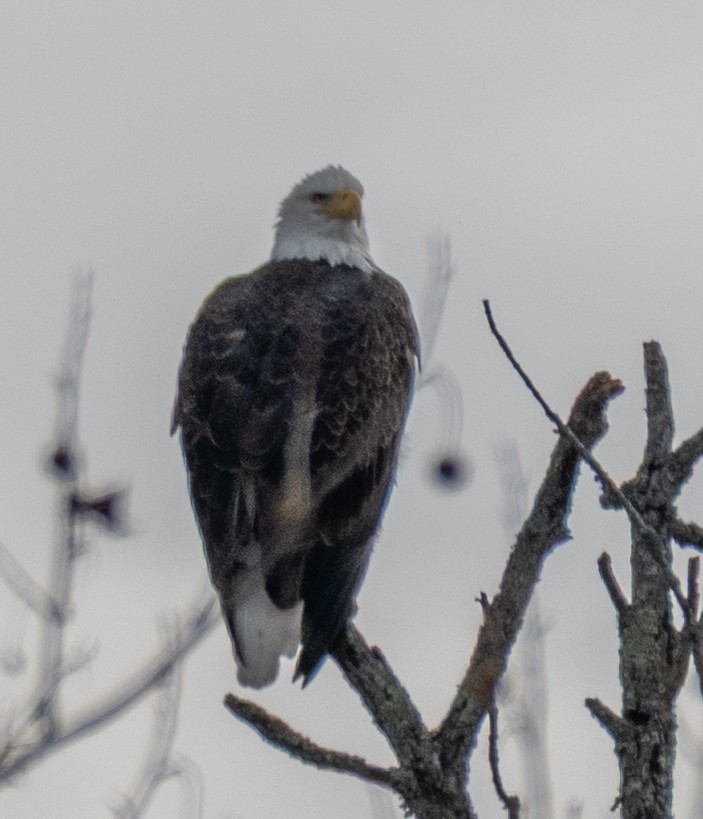 Bald Eagle - ML646175419