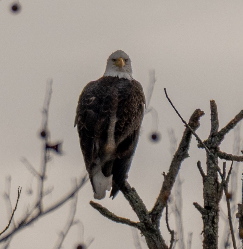 Орлан білоголовий - ML646175420