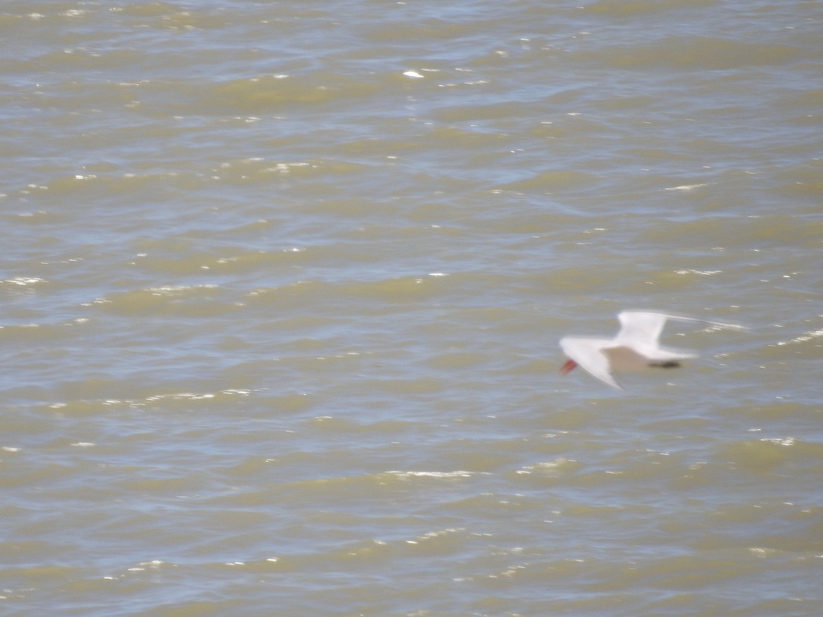 裏海燕鷗 - ML646175422