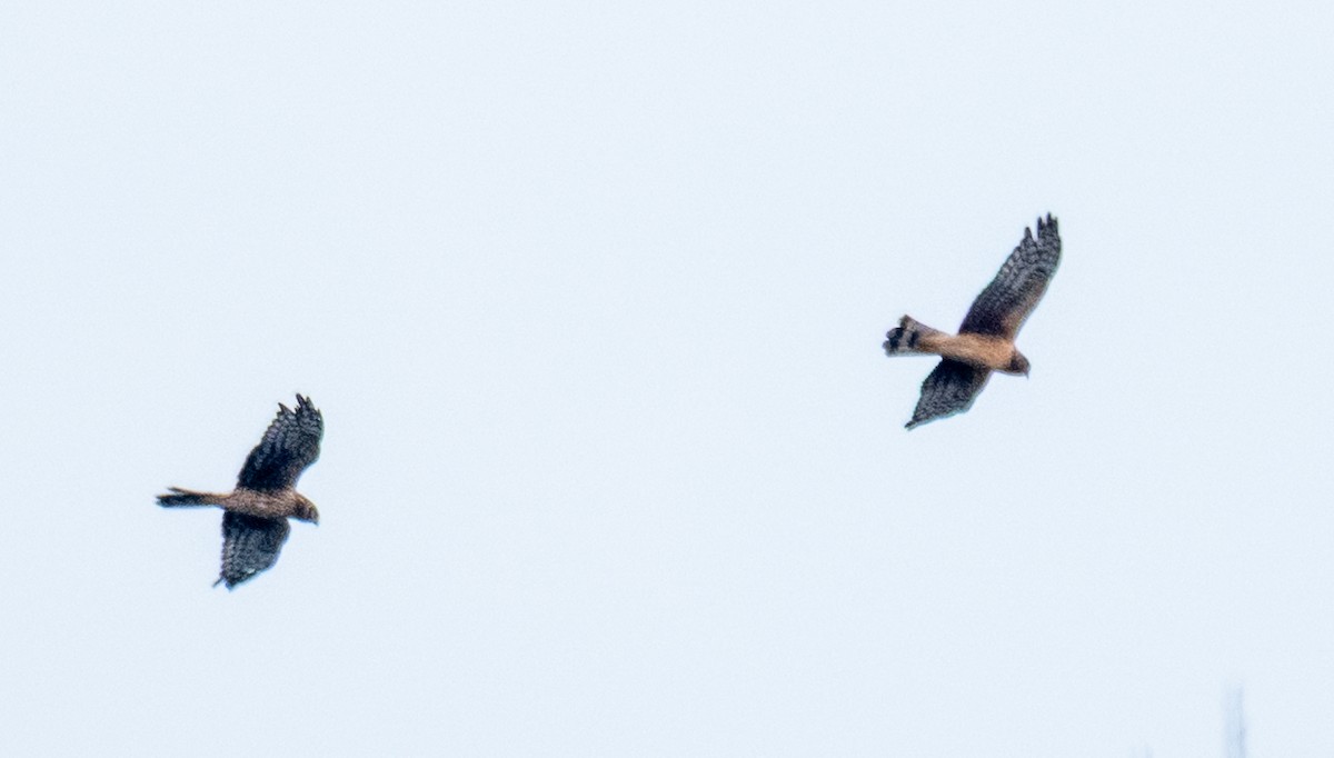 Northern Harrier - ML646175423