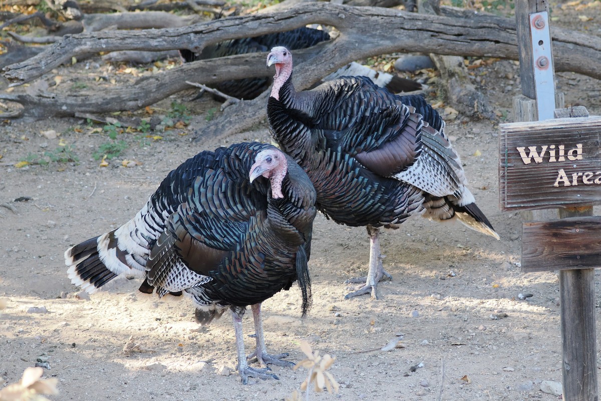 火雞 - ML646175427