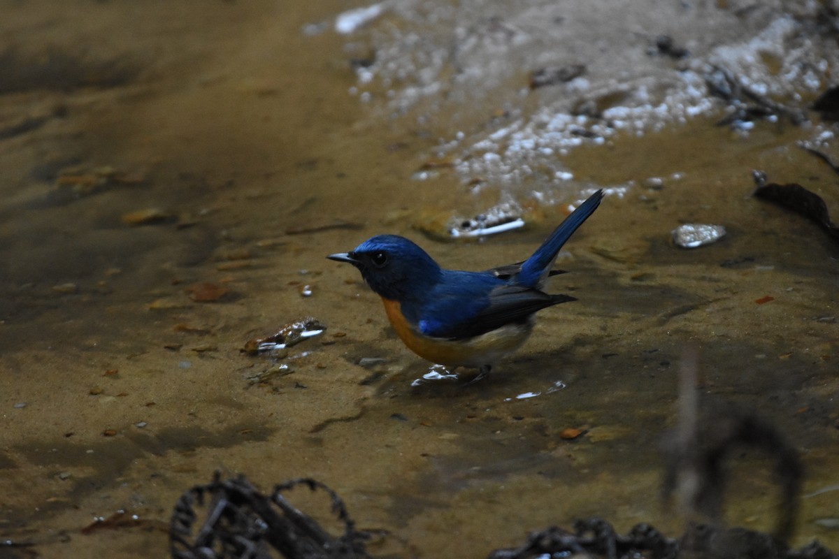 藍喉藍仙鶲 - ML646175428