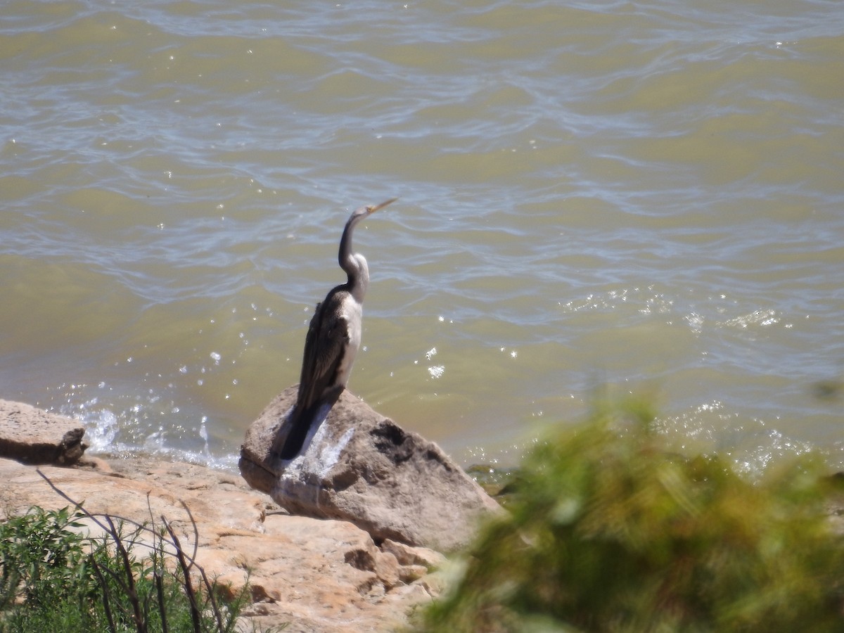 Australasian Darter - ML646175429
