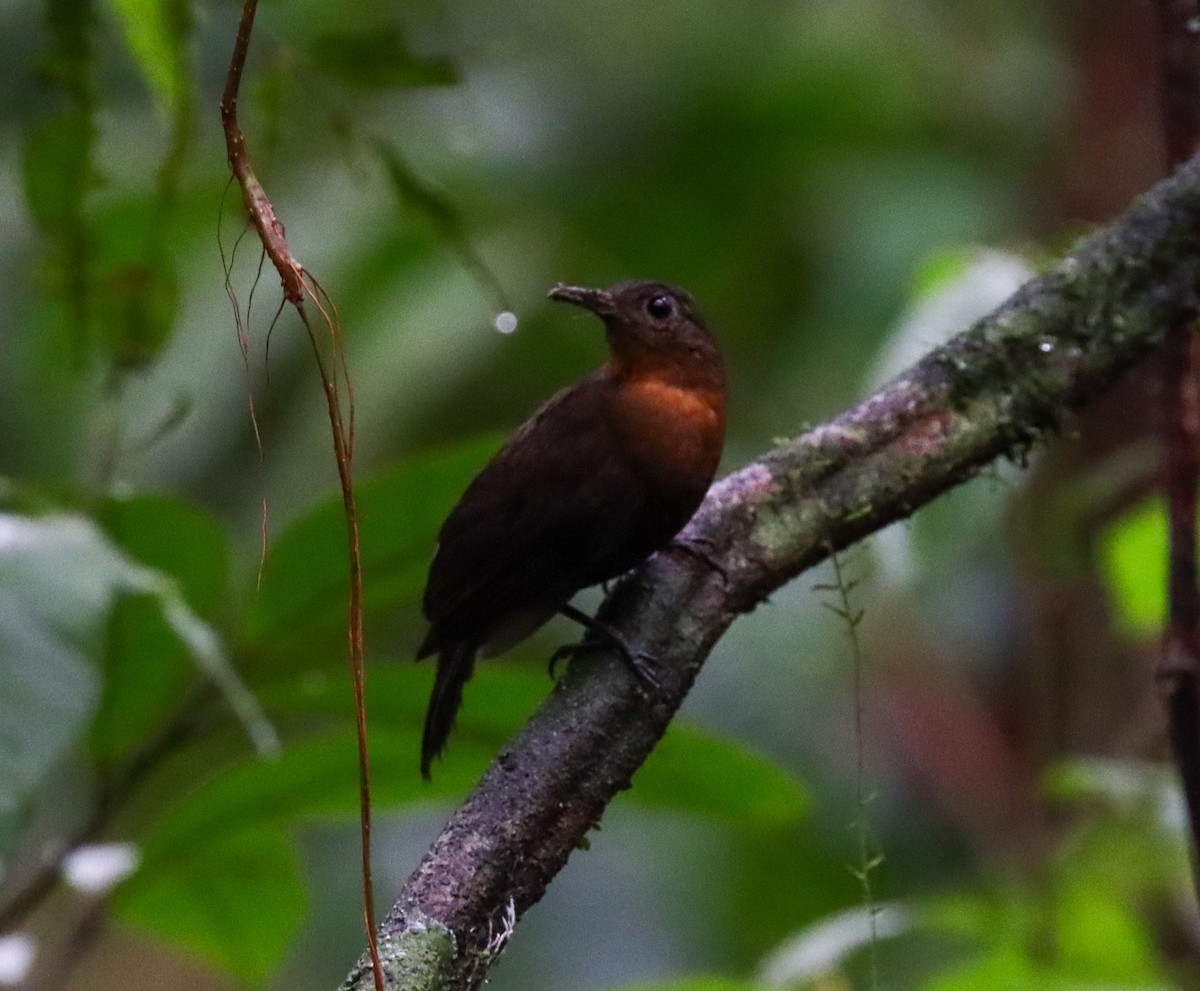 Middle American Leaftosser - ML646175430