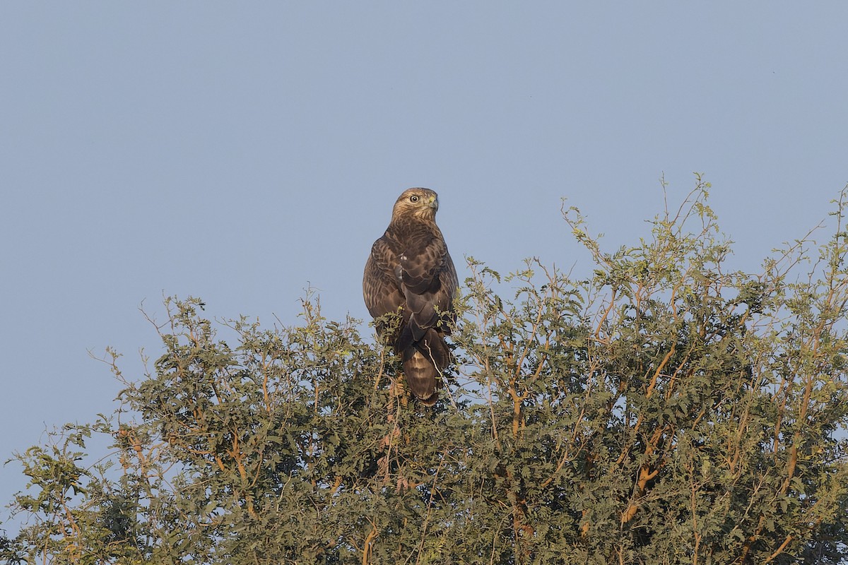 Long-legged Buzzard - ML646175432