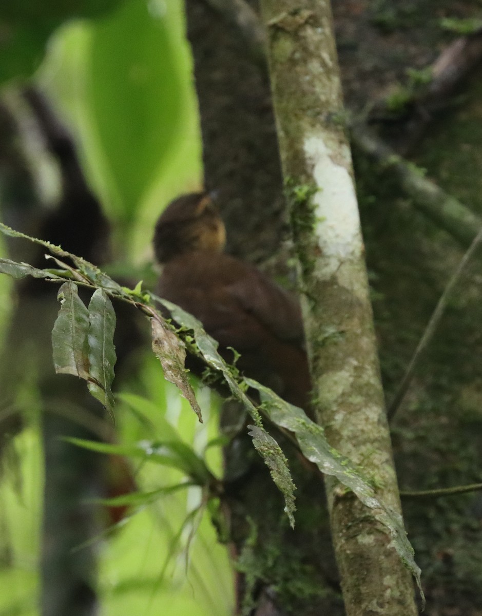 Fawn-throated Foliage-gleaner - ML646175433