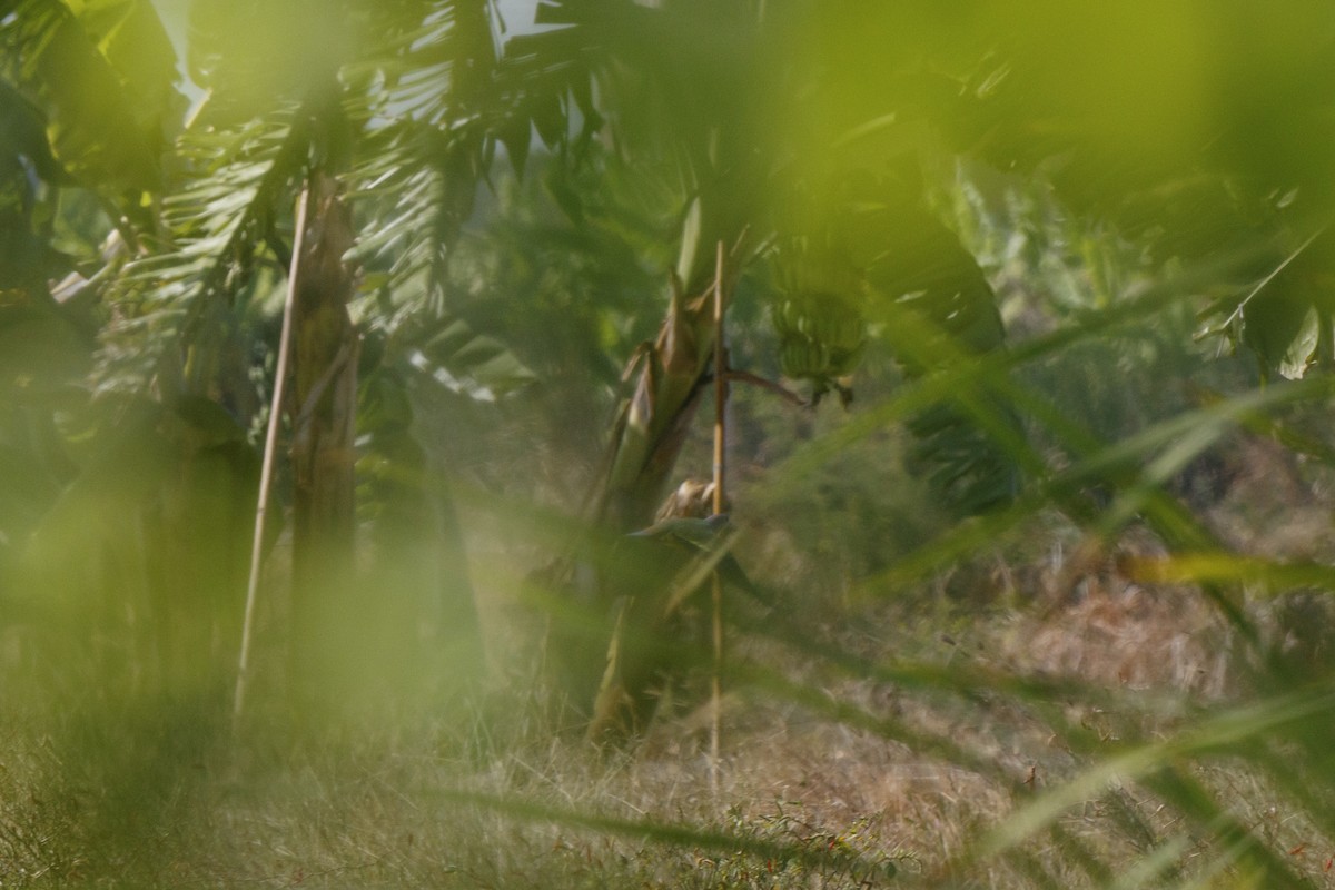 Pink-necked Green-Pigeon - ML646175434