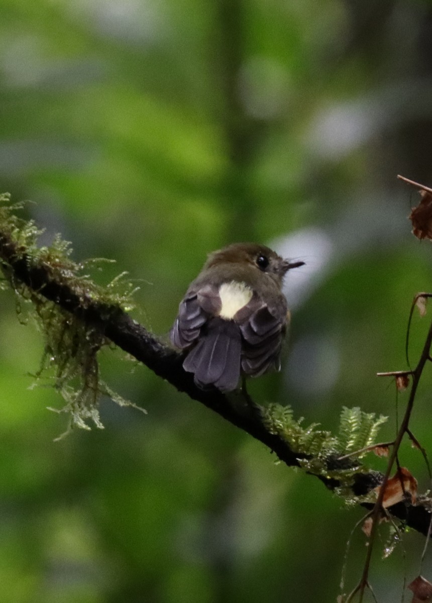 Sulphur-rumped Flycatcher - ML646175435