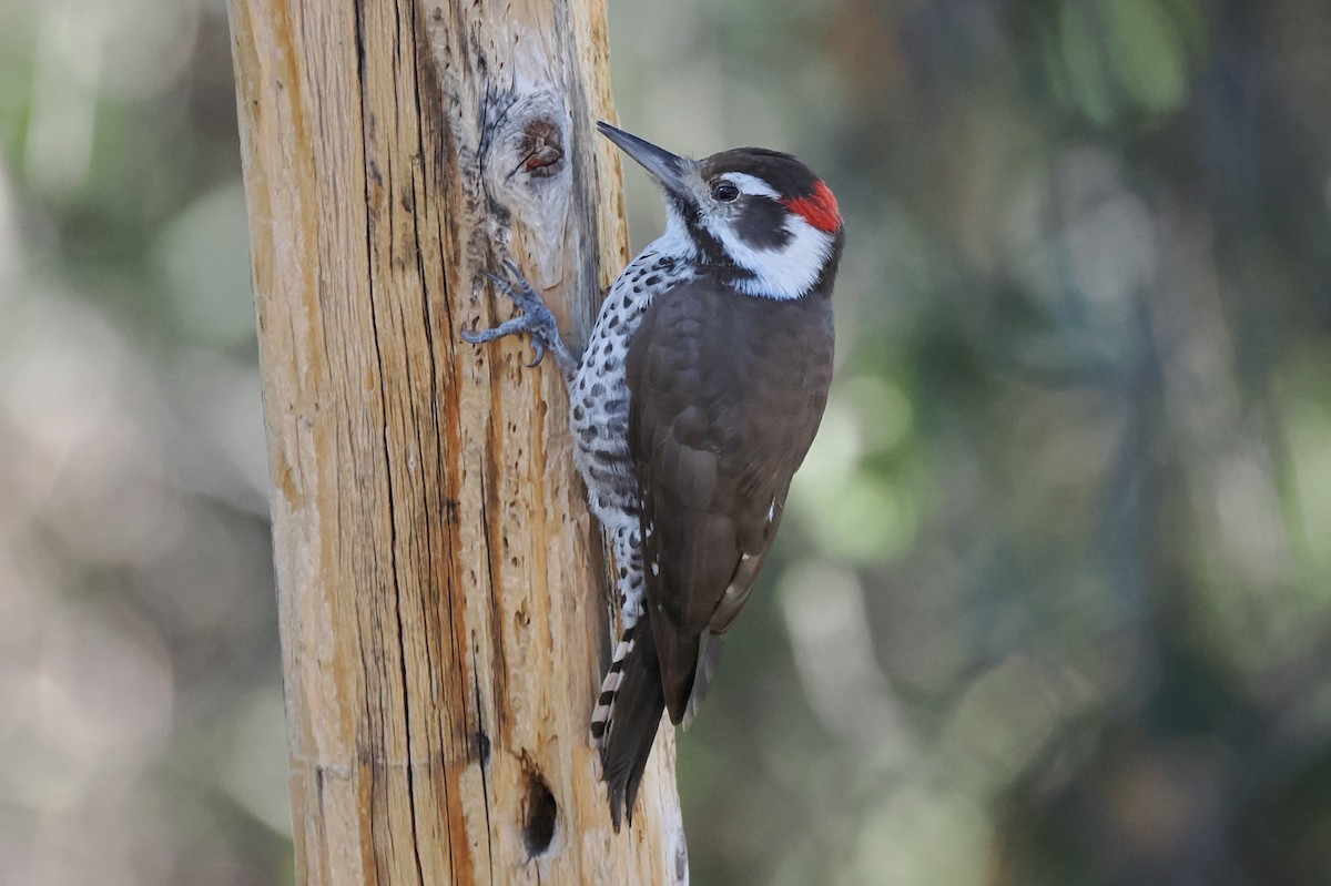 Acorn Woodpecker - ML646175437