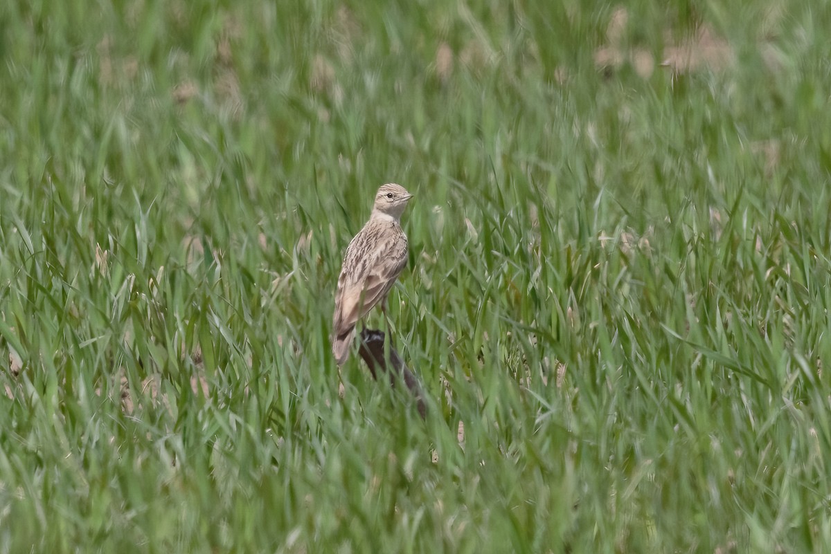 大短趾百靈 - ML646175440