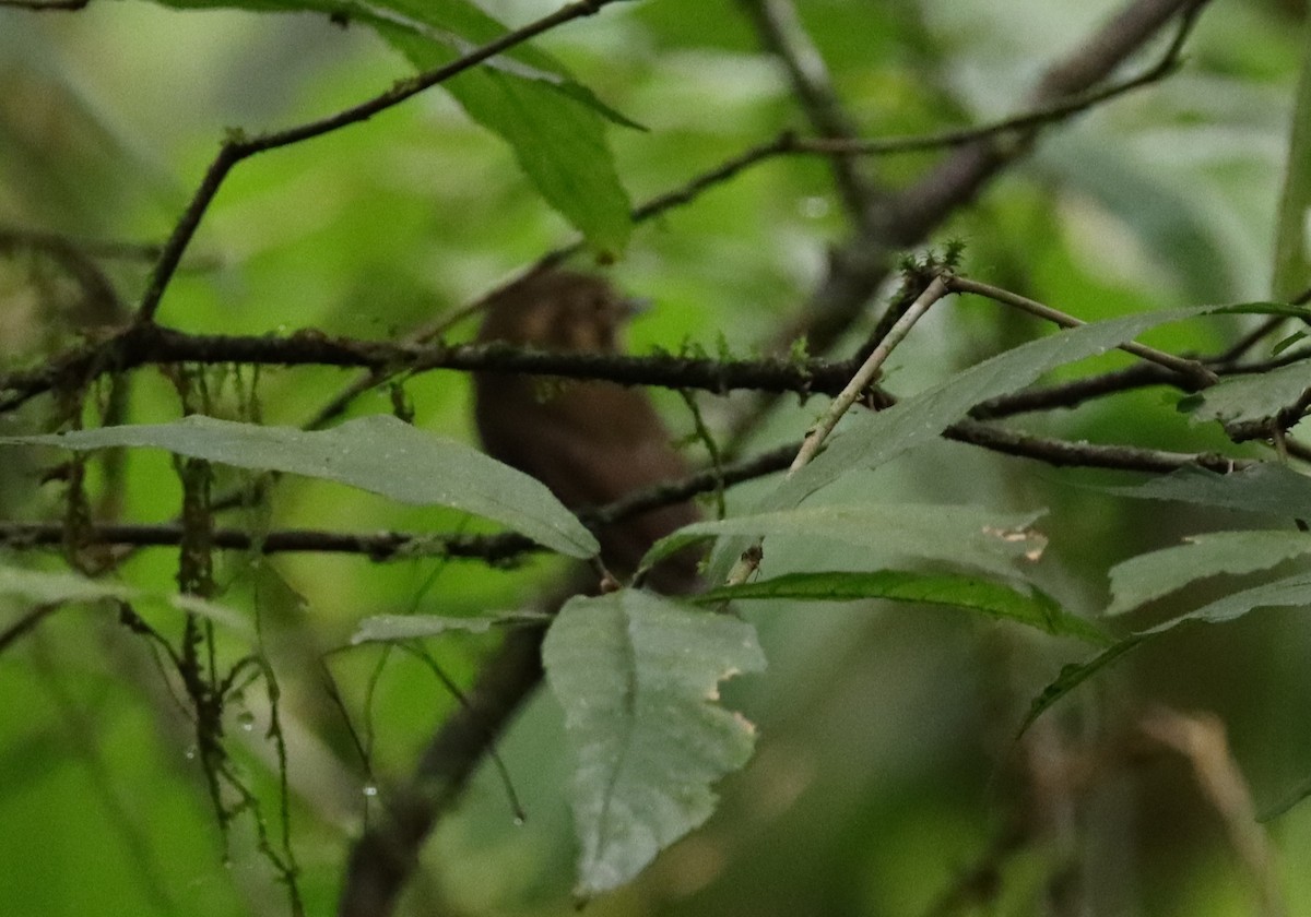 Golden-crowned Spadebill - ML646175441