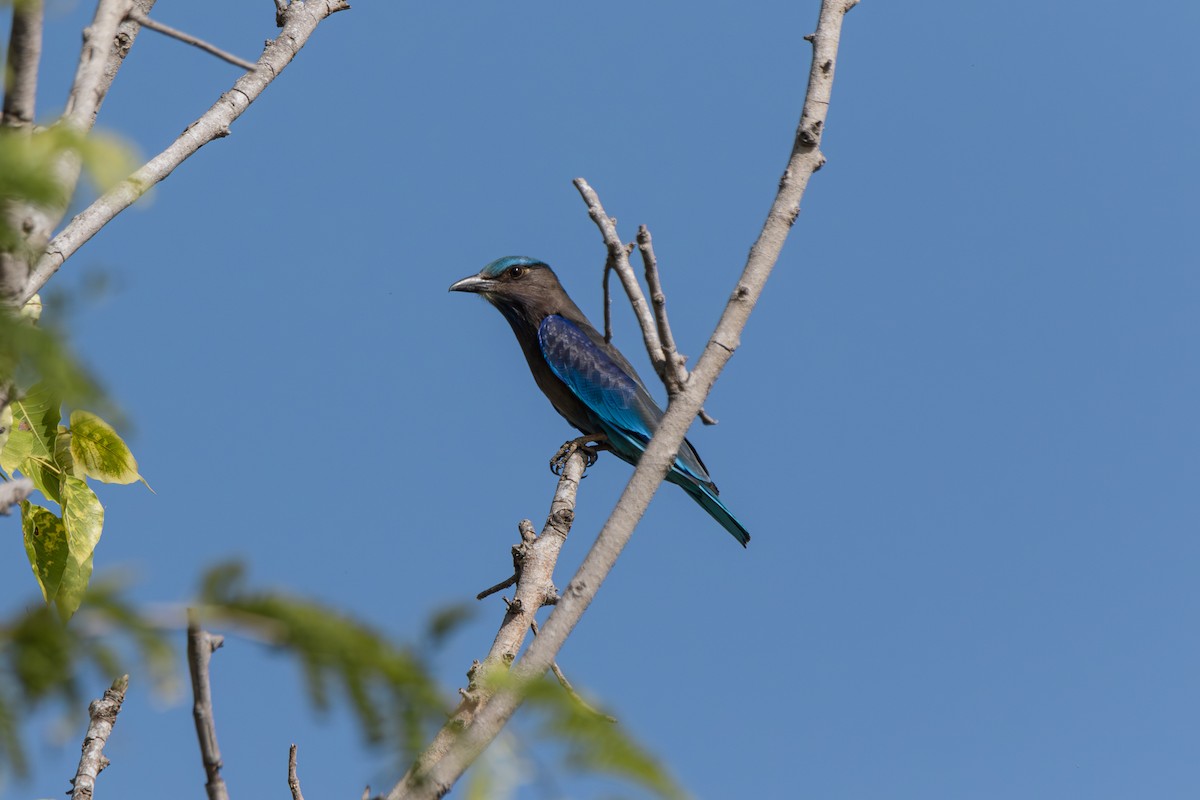 Indochinese Roller - ML646175443