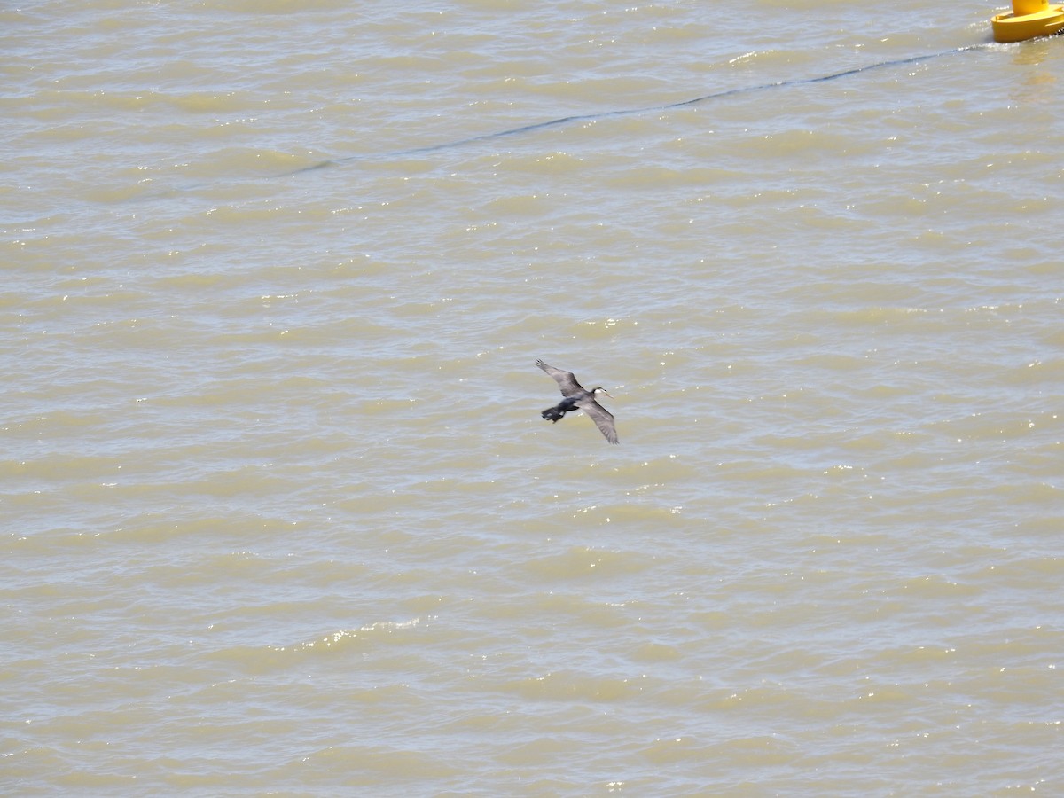 Pied Cormorant - ML646175445