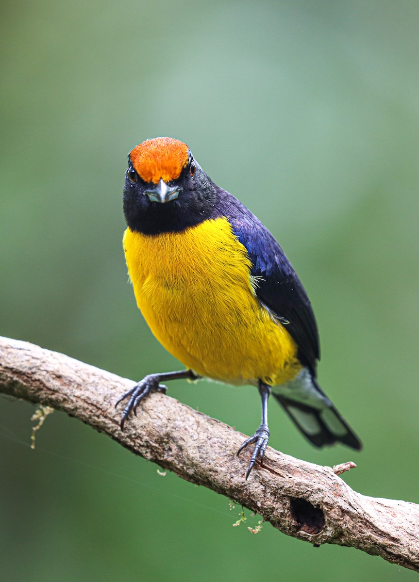 Tawny-capped Euphonia - ML646175446