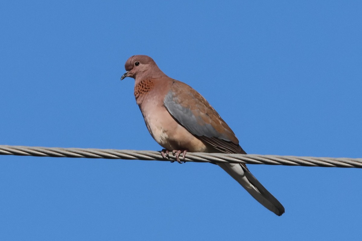 Laughing Dove - ML646175447