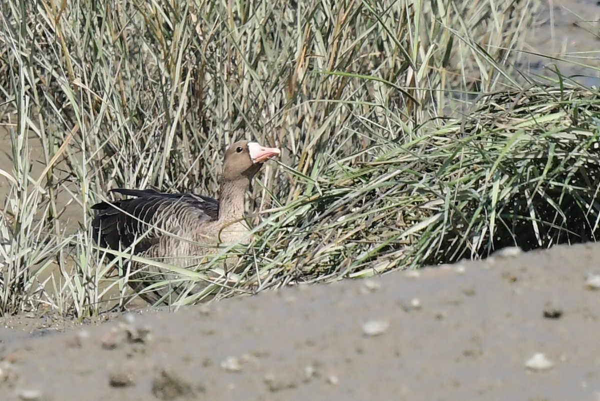 白額雁 - ML646175449