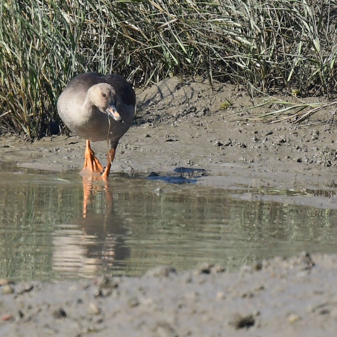 白額雁 - ML646175450