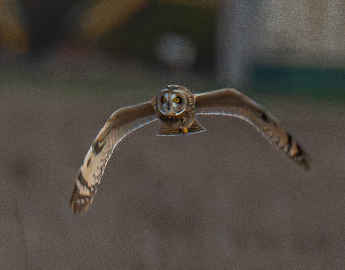 Short-eared Owl - ML646175453